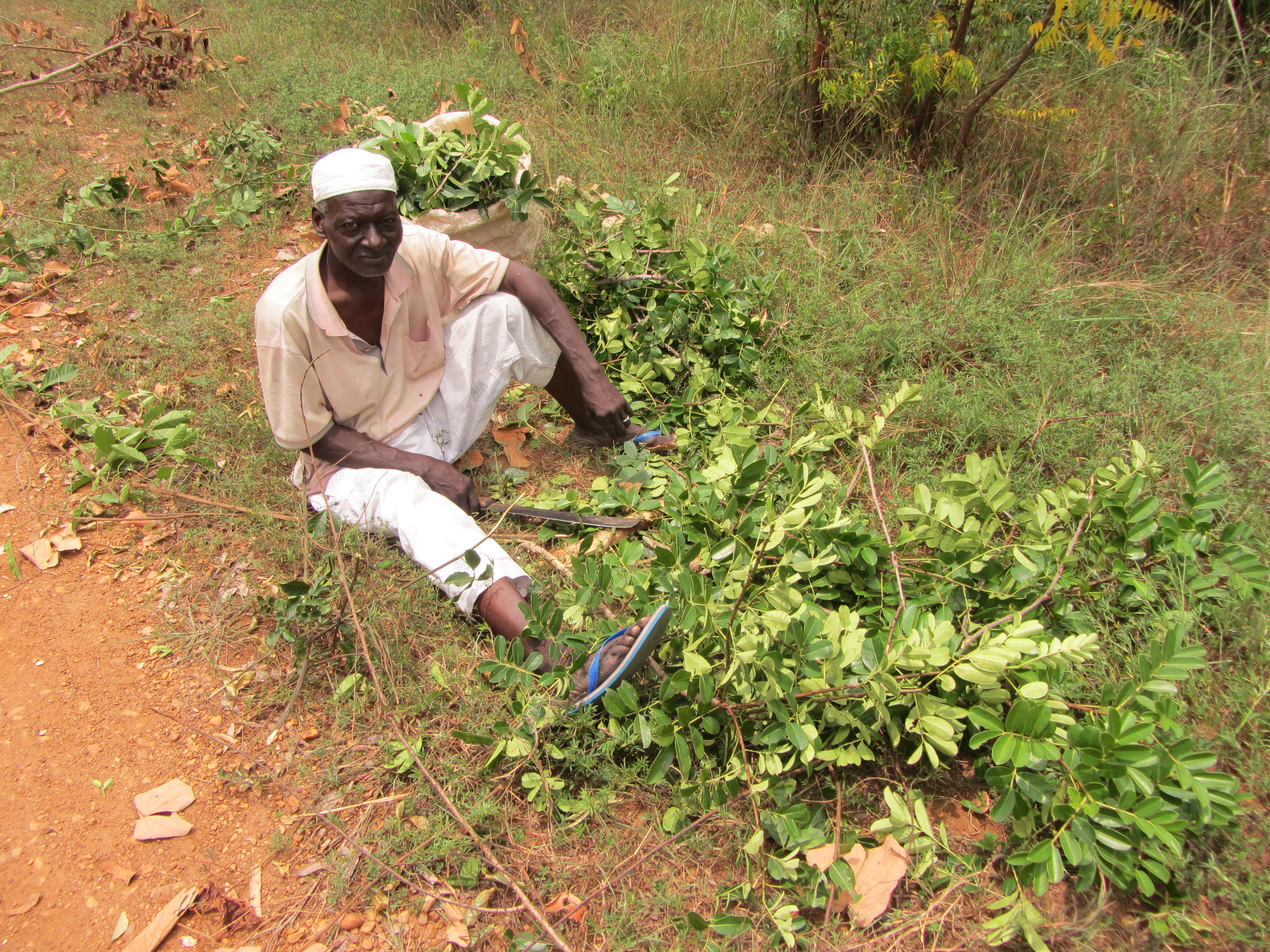 Un experto recoge hojas para combatir el paludismo 