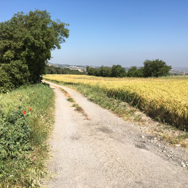 Un camí al costat d'un sembrat que es tenyeix de groc i apaga el verd. S'atança la fí d'un cicle.