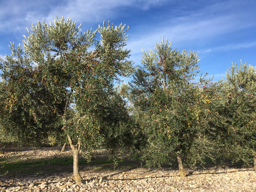 Una plantada d'olivers carregats de fruit abans de collir. L'aigua ha fet miracles. Bona anyada allí on hi ha hagut el gota a gota. 