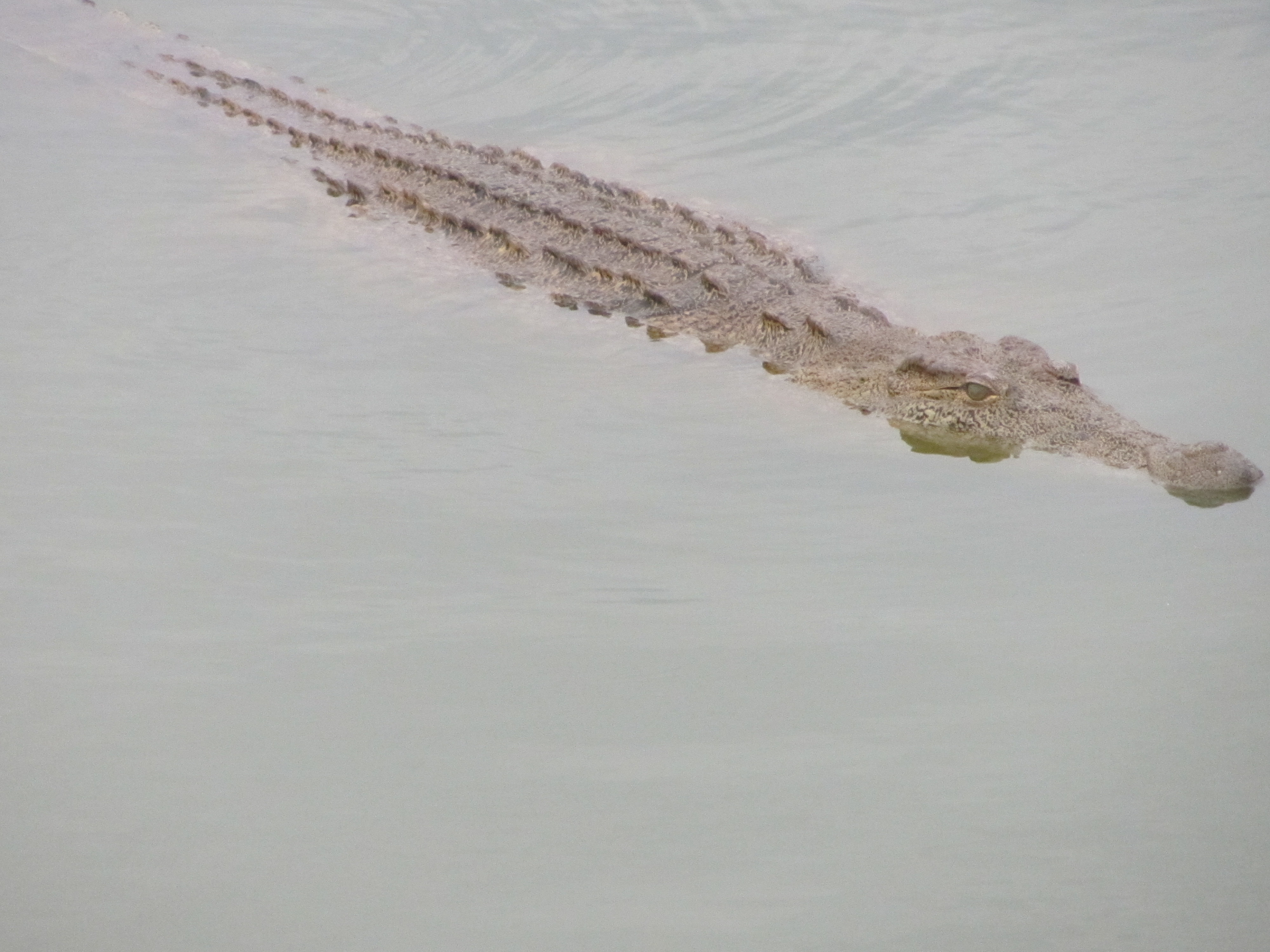 Els cocodrils surten a la superficie del llac