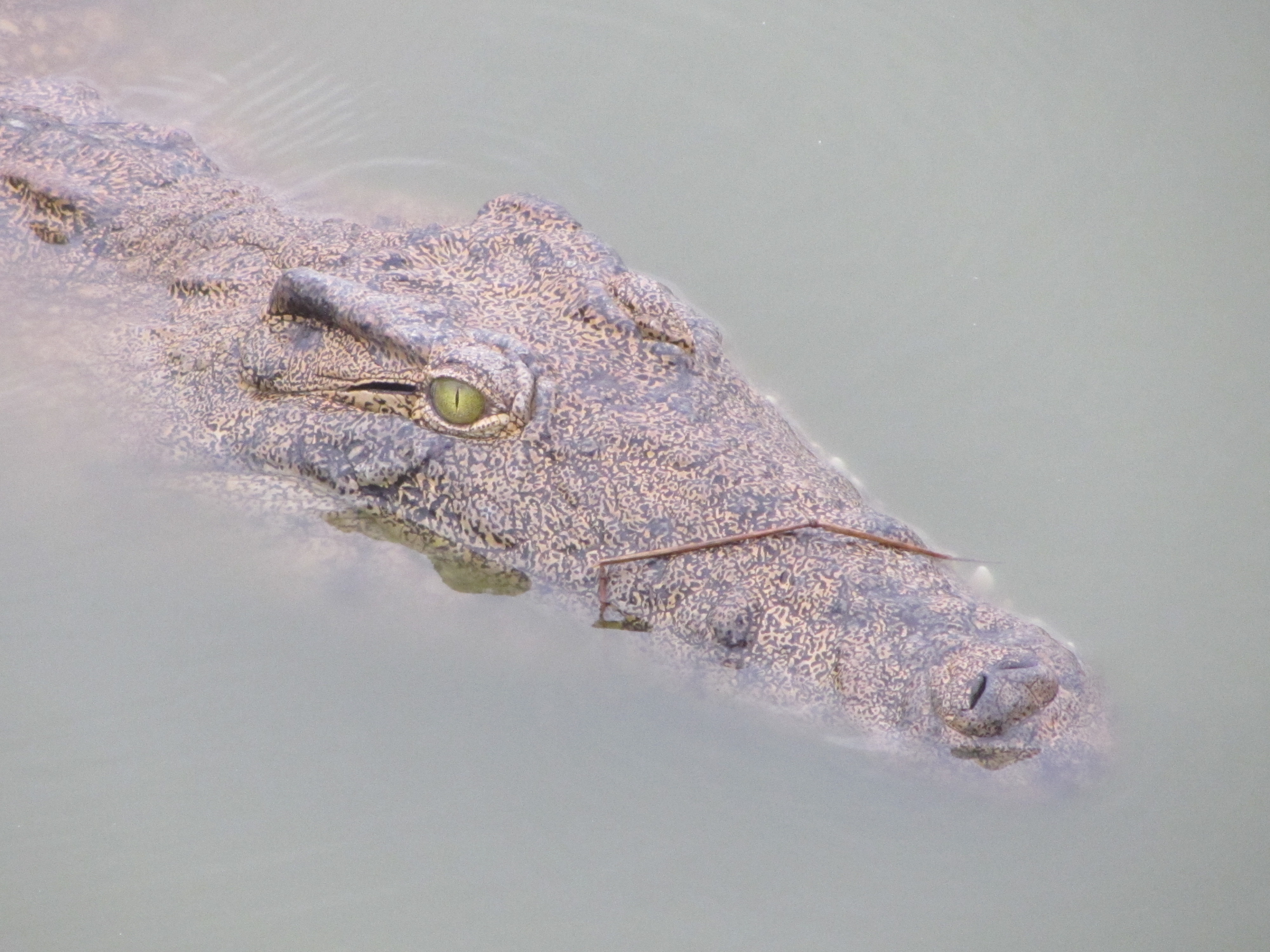 Un vell cocodril al llac artificial de Yamoussoukro