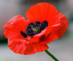 Amapolas de las praderas de Flandes en recuerdo del Armisticio de la Gran Guerra 