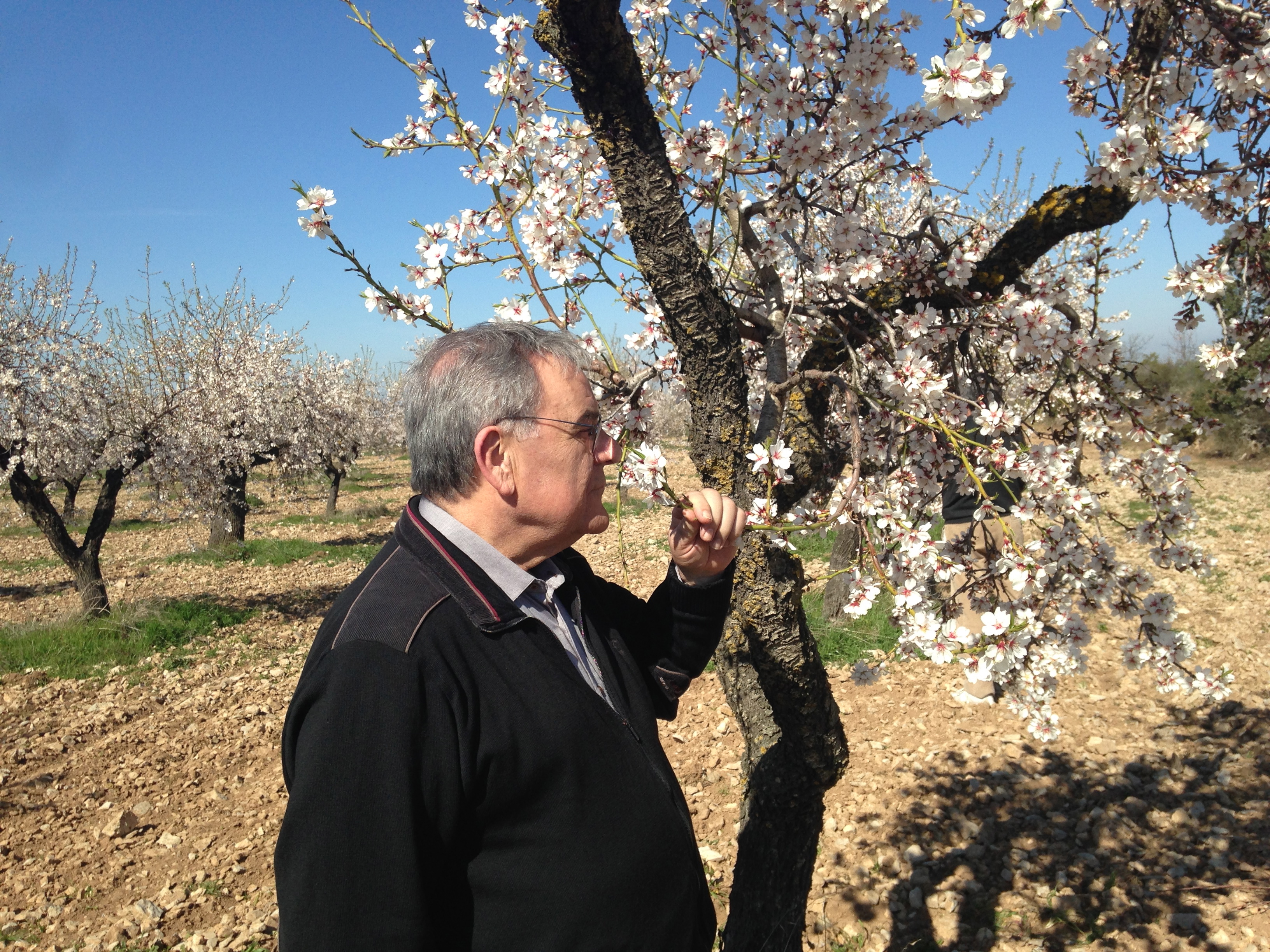 Olorar les flors dels ametllers mentre les abelles xuclen el nèctar