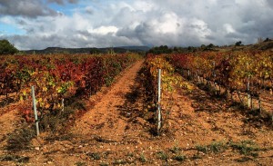 Vinya a la Conca de Barberà a la tardor