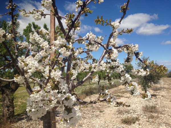 Un cirerer florit, un dels espectacles més apoteòsics de les primaveres de Ponent