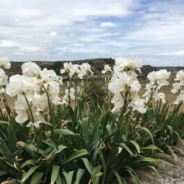 La floració sobtada i magestuosa dels lliris del camp