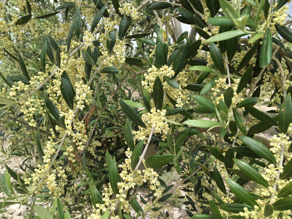 La rapa gairebé està del tot florida en espera de la porga que deixarà les incipients olives a les branques