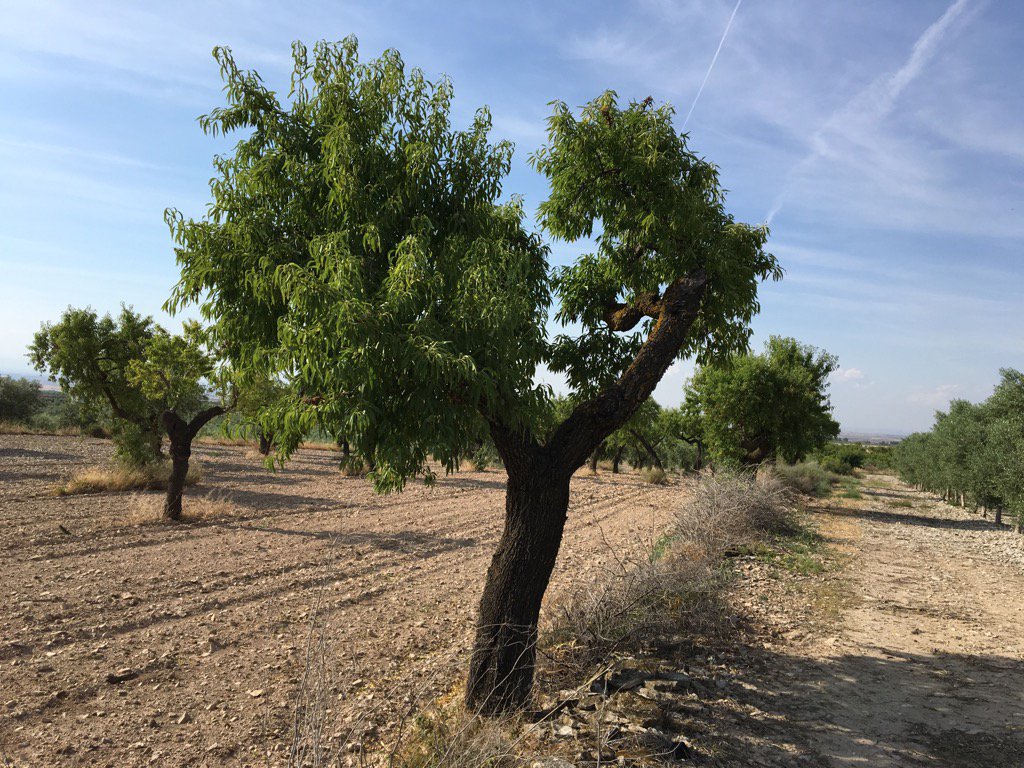 Un camp d'ametllers vells i resistents a tota mena de precarietats