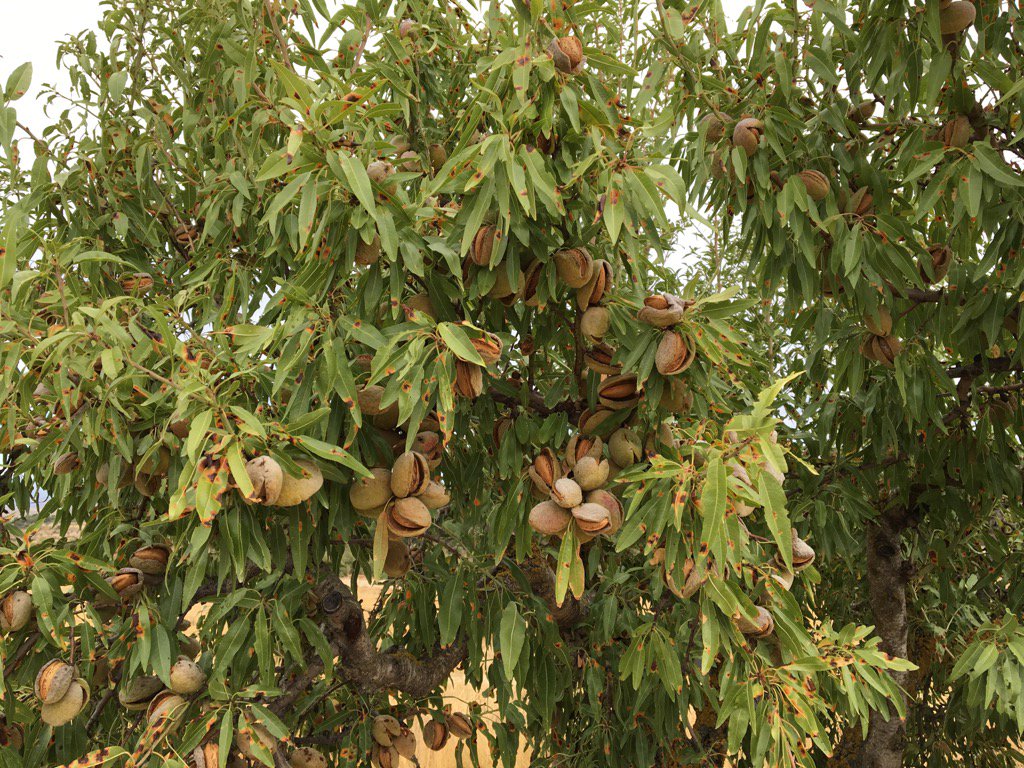 Un ametller a punt de lliura el fruit. Les olors de les ametlles són incofusibles.