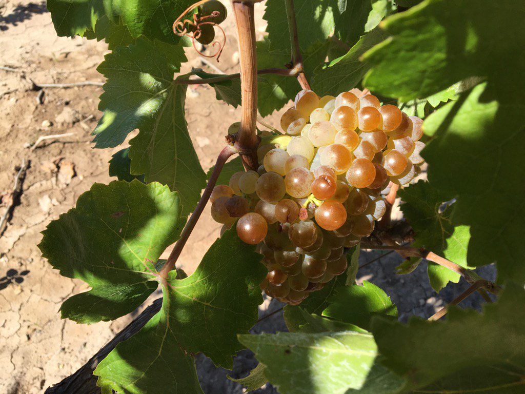 Un raïm macabeu en la seva plenitud, poc abans de ser veremat i convertit en most, vi, cava...