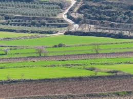 Estampa de sembrats, ametllers i olivers en migdia de ple hivern, clar i solejat. 