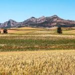 Silenciosos y solitarios campos de Soria en tiempos de siega