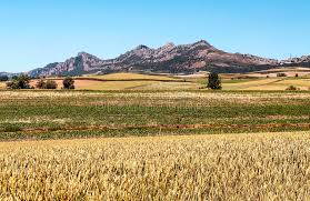 Silenciosos y solitarios campos de Soria en tiempos de siega