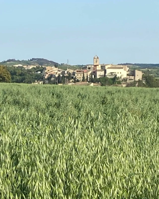 Camp de civada impressionant amb Nalec al fons. Les pluges han fet miracles.