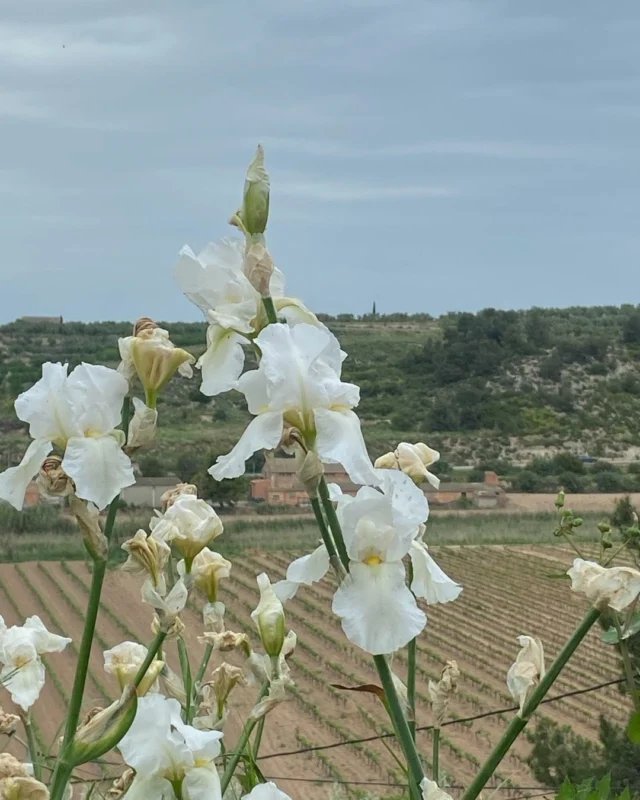 Els lliris blancs exhibeixen una bellesa neta i transparent. Son puntuals i floreixen entre mitat d’abril i mitjans de maig. És una flor bíblica. Mireu els lliris del camp que…, diu Jesucrist en el Nou Testament. La floració és efímera però esplendorosa. N’he plantat uns quants al llarg dels anys. Aguanten la terra i es van expandint de forma natural. Combaten les males herbes. Es podria dir que el lliri blanc és el rei de la primavera. Silenciós, transparent, pur. És una plata amable i amical. Sense pressumpció és la planta més eixerida d’aquests dies. Aviat es pancirà i treballarà tot l’any per arribar a l’apoteosi de la floració. Benvinguts lliris blancs!!!