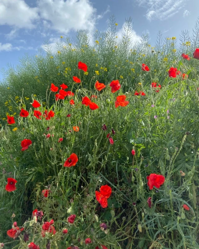 Ruelles al camí de les Planes. Damunt hi ha colza, ja florida, que ha perdut tota la grogor de fa uns dies. La transformació cromàtica de la primavera és ràpida e inesperada. Tot té presa per arribar a la plenitud.