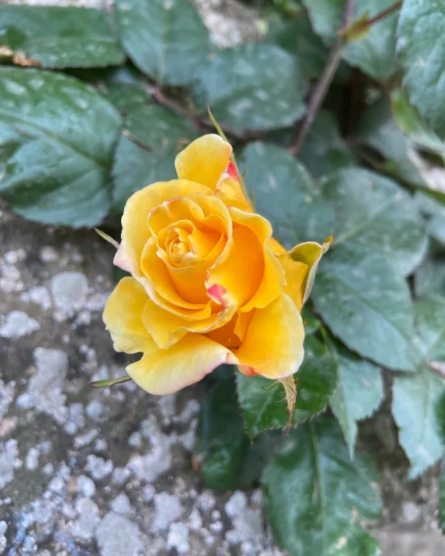 ROSA GROGA DE MAIG

La rosa groga és una flor simbòlica que sovint representa amistat, alegria i optimisme. Quan es parla de la rosa de maig, pot fer referència al moment de floració de les roses (el mes de maig és el pic de floració de moltes varietats) o a una rosa concreta regalada o significativa durant aquest mes.

En un jardí de Rocafort de Vallbona.