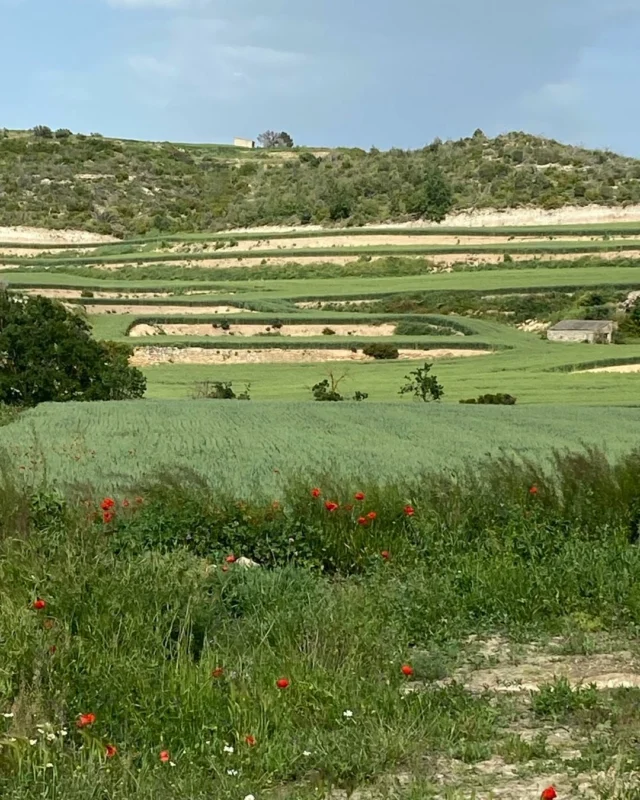 Paisatge de sembrats primaverals a primers de maig. A la partida de les Planes, terme de Rocafort de Vallbona. Pot ser una gran collita si tot arriba a fi de bé. Tot fa molt goig en aquest any de pluges. La Vall del Corb té racons entranyables.