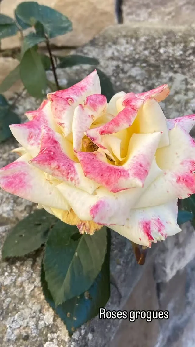 Publicación de Instagram 18060389461930931