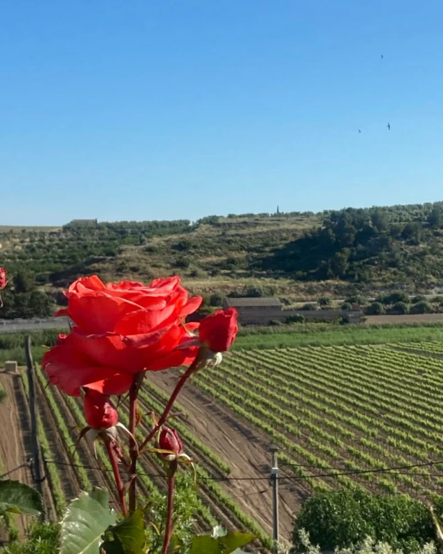 Rosa vermella contemplant la verdor apoteòsica de la Vall del Corb. Les vinyes s’arrengleren a les sorts i els olivers estan guarnits de rapa als plans.
A l'horitzó es dibuixa un xiprer altiu que vaig plantar quan tenia només tres pams i avui és una referència en el paisatge de Rocafort vist des de sota el campanar.