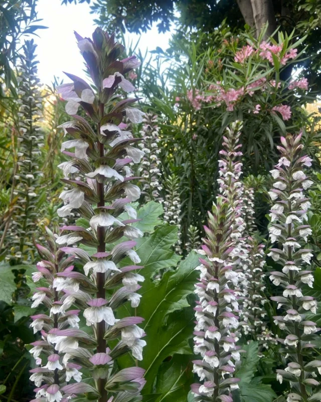 Uns Acanthus floreixen al Turó Park de Barcelona, just envoltant l'escultura de Pau Casals. 
Són plantes herbàcies perennes. Les fulles i les flors tenen espines i tenen una forma molt característica.
Les fulles d'acant amb diversos graus d'estilització, són l'origen del motiu decoratiu dels capitells de les columnes de l'estil corinti.
