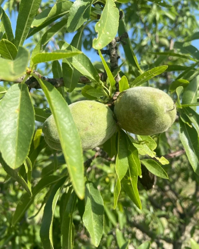 Dels ametllons a les ametlles.

El procés és lent i continuat. La naturalesa mai s’atura i corre a gran velocitat. Inapreciable, però ràpida. Aquests dies de sol immens son decisius. Les flors es desprenen dels pètals que donen pas al fruit incipient que inicia un llarg recorregut fins a la seva maduració definitiva.

Tres o quatre dies de forta xafogor i temperatures prematurament altes poden malmetre collites prometedores. La calor intensa i opressiva en deixar maig i entrar al juny ha precipitat el ritme metòdic habitual. Les cireres s’han inflat i han agafat una vermellor sanguínia. M’he aturat en un troç d’ametllers que ja han superat les delicades proves de la floració. El ametllons aigualits s’han transformat en ametlles definides que poden resistir el vent, la calor i els aiguats fins a la seva recol·lecció al mes de setembre.

L’ametlló té una vida incerta però l’ametlla feta aguanta fins al final. L’ametller és fràgil i capriciós. Una petita glaçada del mes de març o abril poden rostir tot el fruit. Enguany s’han esquerat i mostren el seu triomf amb penjolls abundants d’ametlles de les més variades classes. L’ametller clàssic que produïa l’esmai o la marcona han estat substituïts per noves classes que retarden la floració.

Al voltant de les fulles i dels ametllons grossos hi brogent les abelles. No tenen arnes a prop sinó que s’alimenten en un dia de sol de justícia. El brogir de les abelles és més suau que el cant dels grills primerencs. Tot s’obre al sol abrasador del migdia. Ja no es veu gent caminant. Algun ciclista passa pels camins. Les ombres son el refugi de vianants.

Les ametlles segueixen el seu ritme. Es faran més grosses, maduraran, es formarà la closca i finalment s’esquetllaran. Un llarg i intens recorregut. Al seu temps. Ni de pressa ni a poc a poc. El ritme és inalterable.