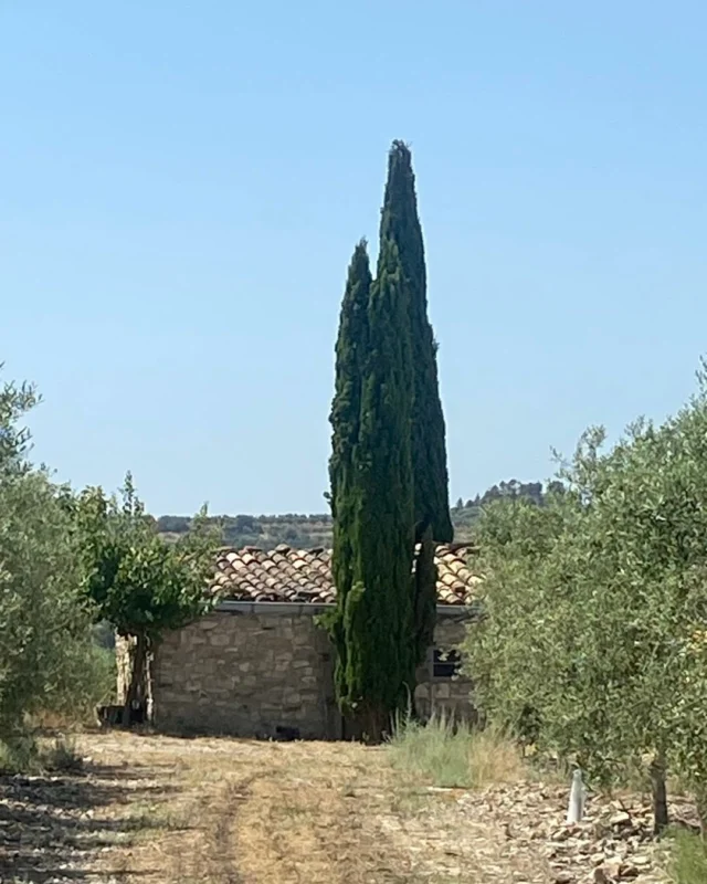 Dos xiprers al costat de la cabana. Albercoquer i olivers. El xiprer és hospitalari, silenciós i altiu. Mira cap al cel i clava les arrels amb una verticalitat constant i profunda. Tenen un aire d’eternitat. Son arbres senyorials. Tenen el mateix posat tan davant la calor com el fred. Impertorbables. Llueixen el mateix verd fosc i aspre. No tenen presa, esperen i guaiten.
A la partida de Racots, terme de Rocafort de Vallbona.