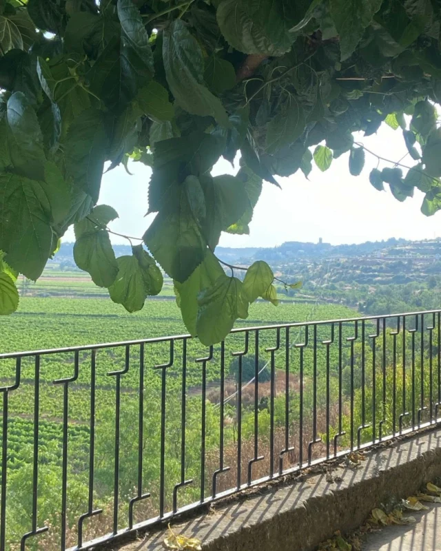 A l’ombra de la morera en un dia de xafogor, a més de 30 graus. Les vinyes de l’horta exhibeixen un verd tendre i vigorós. És potser la part més conreada de la Vall del Corb. Al fons es dibuixa Nalec.
A l’ombra de les moreres s’hi parla de tot i de tothom. En diuen La Moncloa.