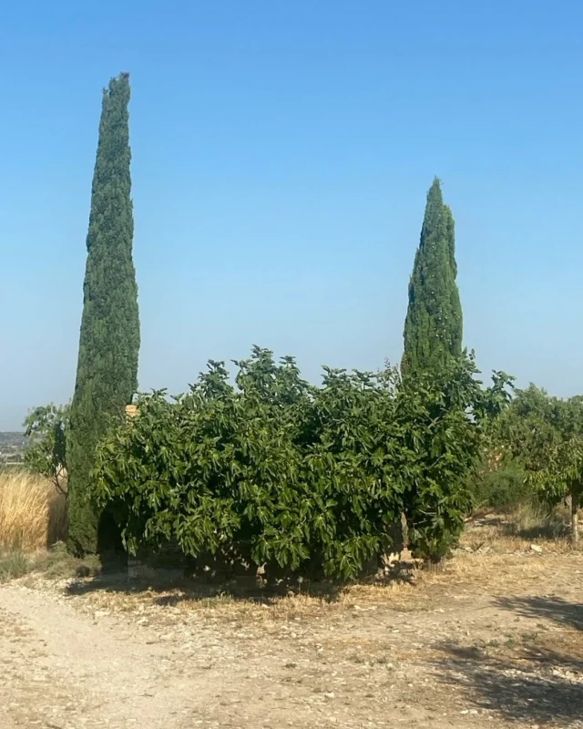 Gran figuera en de dos xiprers.

La figuera és una de les primeres plantes domesticades per l’ésser humà, fa uns 11.000 anys a l’Orient Pròxim, fins i tot abans que el blat.

A l'antiguitat, els egipcis conreaven figueres i oferien el fruit als déus. 

A la Grècia clàssica les figues eren essencials a la dieta i estaven associades a la fertilitat i l’abundància. A Roma eren sagrades per a Mart i Bacus.

La figuera apareix en mites com el de Ròmul i Rem, fundadors de Roma, que segons la llegenda van ser alletats per la lloba sota una figuera.

Per les terres ponentines abunden figueres solitàries, en caps de bancal o en llocs poc conreats. Sempre hi son. Creixen al costat de les cabanes, a peu de marge o a les vores dels camins.

Aquesta figuera té uns vint anys de vida. Ha crescut al costat d'una cabana i envoltada per dos xiprers. Començaran a donar figues almes d'agost i en produiran fins finals de setembre. 

A la partida de Racots, de Rocafort de Vallbona.