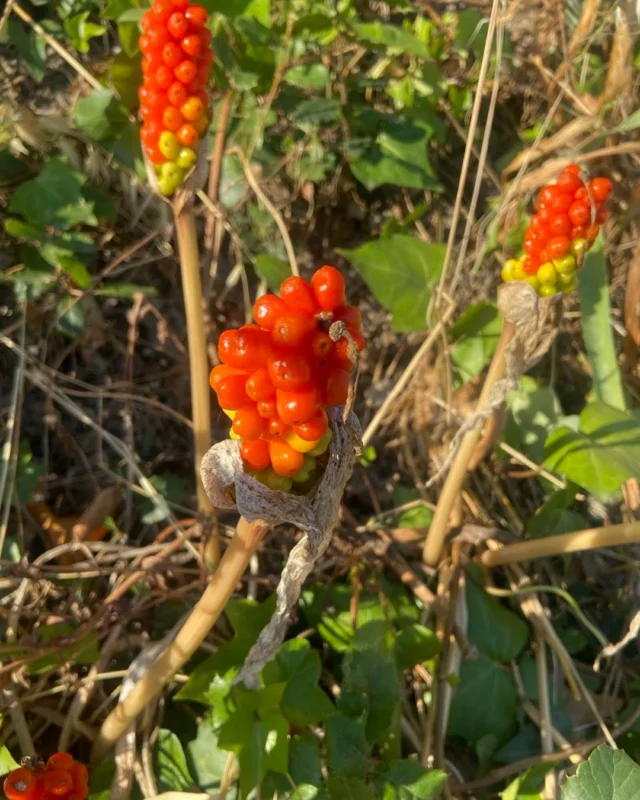 Sarriassa, una planta inesperada al coster de Rocafort. Sempre hi ha estat però sembla que enguany les pluges de primavera fan sortir moltes flors que pensavem desaparegudes. 

És una espècie de planta amb flors del gènere Arum dins la família de les aràcies nativa d'Europa occidental i mediterrània, el Caucas, la península d'Anatòlia, Crimea, l'Iraq i el Magrib occidental.

La viquipèdia ens diu que "addicionalment pot rebre els noms de apagafoc, àrums, barba d'Aaró, cala de fulles tacades, cala tacada, candela, colocàsia borda, cresola, fulla de foc, fulles de cremadura, fulles de foc, herba cremadora, matafoc, matafocs, orella d'ase, orella de frare, pota de vedella, punta de rella, punta de rella tacada, rapa comuna, rapa femella, sarriassa clapada, sarriasses i xèrries."

Son plantes que produeixen flors efímeres i es vesteixen de diferents ropatges per acabar mostrant aquesta vermellor extraordinària. Son raïms rojos que han de tenir alguna virtut curativa.