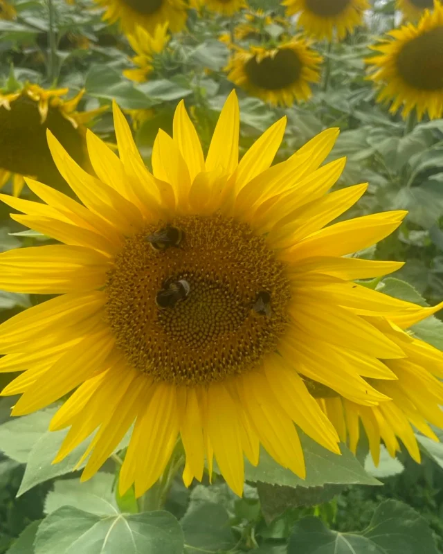 Abelles polinizadores de girasol. A les planícies de la Marne, on es varen lliurar les batalles més sagnants de la Gran Guerra (1914-1918). Avui hi ha un gran silenci. Els boscos s’han regenerat però sota les conreades i els frondosos arbres hi ha molts osos i bocins de metralla i restes d’obusos i peces personals de soldats. Una tragédia europea que paga la pena recordar per evitar que es repeteixi.