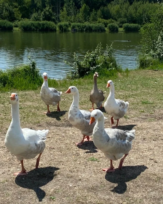 Un grup d’oques al costat d’un petit llac als boscos de Compiègne, lloc de les grans batalles de la Gran Guerra. (1914-1918) silenci ambiental. La gent passeja tot pensant i recordant un passat tenebrós, l’origen dels terribles xocs de la guerra. El temps ho fa oblidar tot però la memòria no s’esborra.