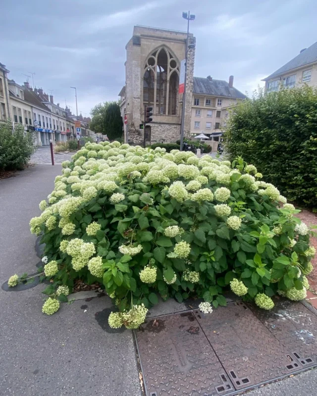 Un grup d’hortències esplèndides a la ciutat de Beauvais, a la Picardia. Al fons un arc aparentment gòtic mig destruit en una vila que té la catedral més alta de França.
L’hortència és original de l’Àsia oriental. Necessita molta aigua i és coneguda per les seves fulles grans i dentades. Fa uns dies que plou suaument en aquesta part del país.