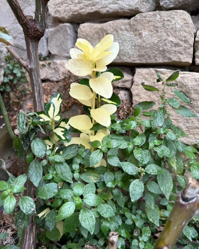Cops amagats de la natura en el final de cicle. Una flor blanca, vigorosa, sembla que vulgui plantar o saludar festivament a l’hivern que s’atansa. És temps de transformació cromàtica espectacular. Creix sota un roser i envoltada d’herbes vulgars. Al fons, la pedra com refugi de totes les intempèries. La pedra del país, endreçada, és bellesa i protecció.