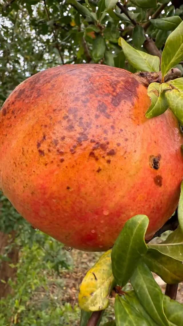 Magranes en la seva plenitud.

La magrana és una fruita antiga, gairebé simbòlica. A les cases, encara hi ha qui la posa al centre de la taula com a record dels temps en què cada fruit tenia un significat.

És el fruit de la paciència: cal esperar mesos perquè maduri, que s'infli, cal trencar la seva escorça dura per trobar-hi el vermell viu dels grans, cal saber-ne gaudir amb calma. 

A l'hort de Rocafort, on la terra seca i el sol fort marquen el ritme de la vida, la magrana és també una metàfora de la pròpia gent: forta per fora, generosa per dins.

La vermellor dels grans de magrana és intensa i de color de sang o de vi de Burdeus. És un dels fruits que tanquen el cicle productiu per plantar-se a les portes de l'hivern.